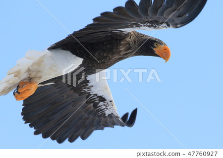 Steller's sea-eagle fly to Shiretoko Peninsula 47760927