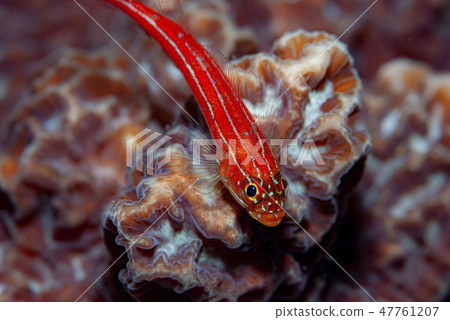 Tatejima snake 47761207