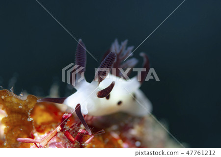 Panda tuna sea cow 47761212