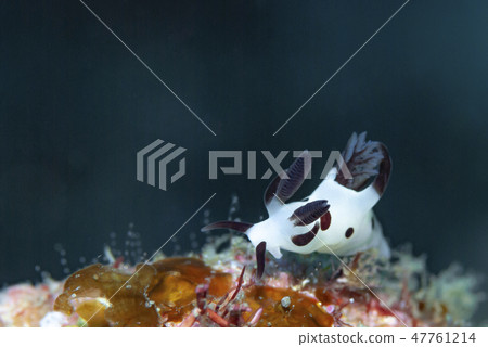 Panda tuna sea cow 47761214