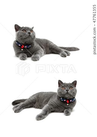gray cat lies on a white background gray cat lies on a white background 47761355