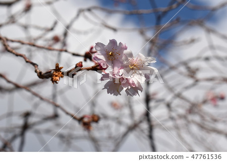 Shot in October cherry tree in February Shot in October cherry tree in February 47761536