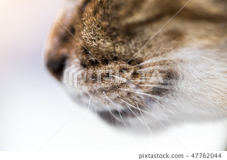 Cat's beard Cat's beard 47762044