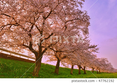 In love with cherry blossoms 47762192