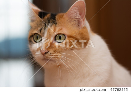 Mike cat Mike cat 47762355