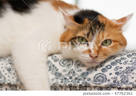 Mike cat Mike cat 47762361