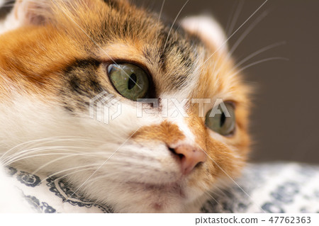 Mike cat Mike cat 47762363