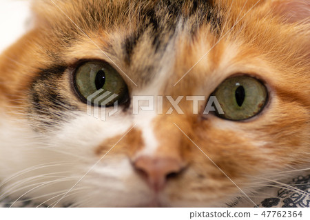 Mike cat Mike cat 47762364