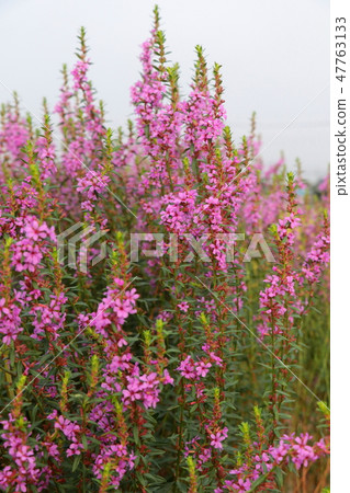 Lythrum Lythrum 47763133