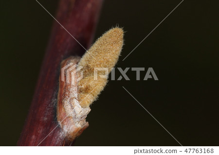天然植物Hakuunboku，是冬芽。它看起來像一個溫暖的手套。拇指是萌芽 47763168