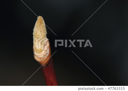 Natural plant Hakuunboku, it is winter bud. Because the winterbud grows in the petiole, the leaves become the circle surrounding the sprouts 47763315