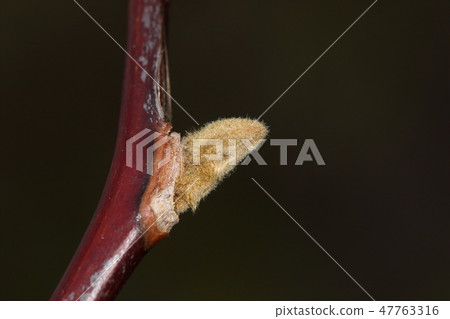 Natural plant Hakuunboku, it is winter bud. As you can see from the side you can see the state of the leaf scar in the loop 47763316