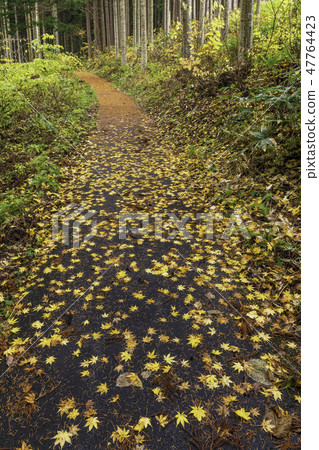 Autumn leaves road 47764423