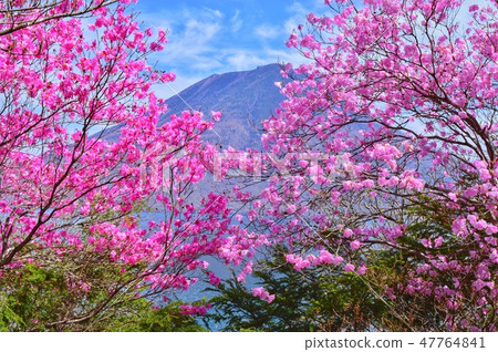 Akayashio沒有春天綻放Okuhiko 47764841