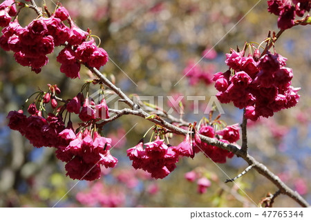 櫻花 櫻花 47765344