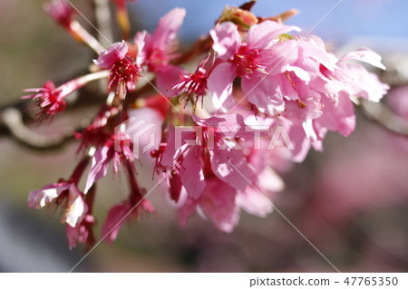 櫻花 櫻花 47765350
