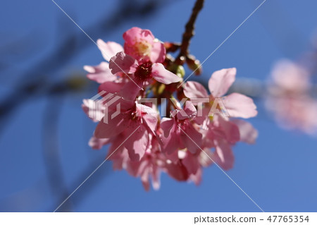 櫻花 櫻花 47765354