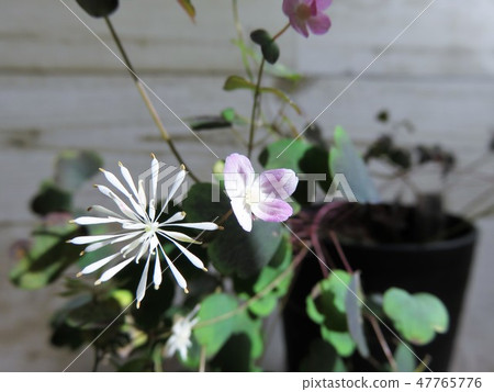 Momo Okawara Takasago落葉松 47765776