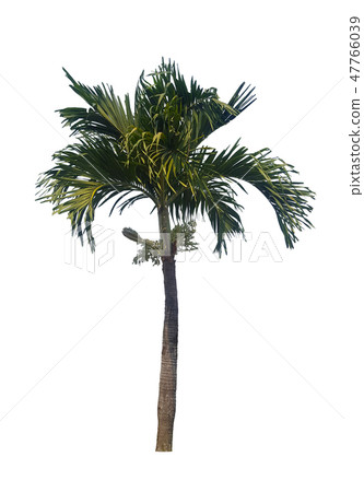 palm tree isolated on white background palm tree isolated on white background 47766039