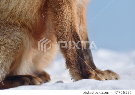 Kita fox's leg sitting on the snow (Hokkaido) Kita fox's leg sitting on the snow (Hokkaido) 47766155