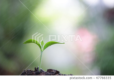 Young green plant growing Young green plant growing 47766335