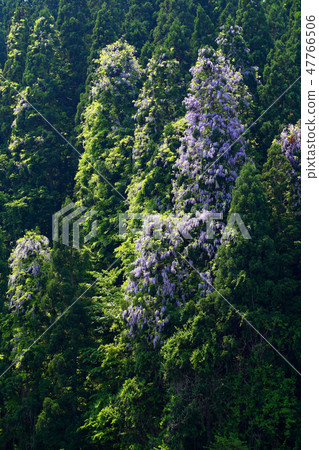 Spring Flower Wisteria Flower Spring Forest Spring Flower Wisteria Flower Spring Forest 47766506