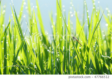 夏天早晨早晨露水稻田 47766512