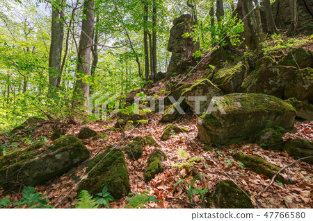 huge mossy rocks in the forest 47766580