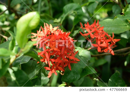 山手花紅色花 山手花紅色花 47766669