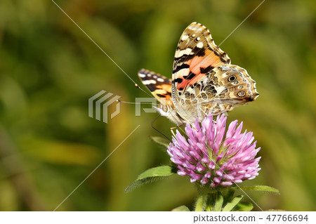 Little fashionable butterfly Little fashionable butterfly 47766694