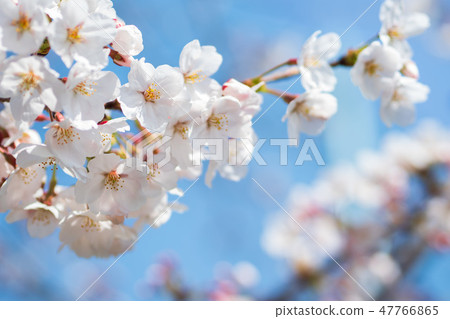 Sakura that shines in the blue sky Sakura that shines in the blue sky 47766865