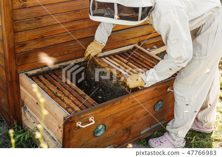 beekeeper pulls out from the hive a wooden frame beekeeper pulls out from the hive a wooden frame 47766983