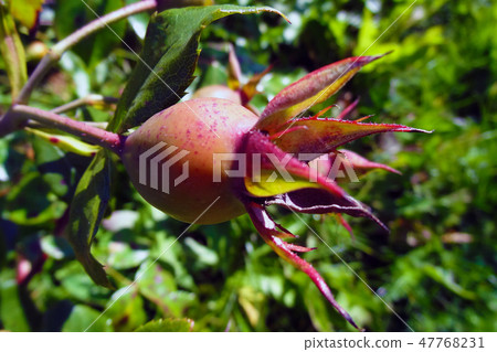 Germinating rose bud in the garden in spring or summer. Beginning of life. 47768231