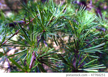 Beautiful conifer branches with long needles. Background 47768251