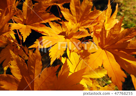 Bright beautiful yellow maple twig in autumn. 47768255