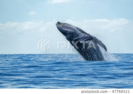 humpback whale breaching 47768521