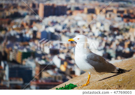 Seagull looks at city from high point 47769003
