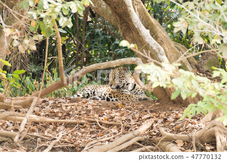 Jaguar from Pantanal, Brazil 47770132