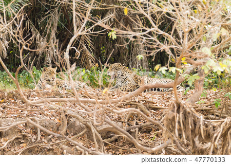 Jaguar from Pantanal, Brazil 47770133