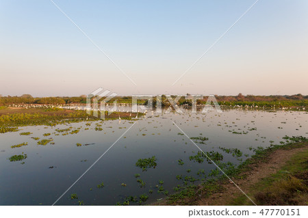 Beautiful Pantanal landscape, South America 47770151