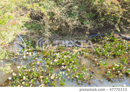 Beautiful Pantanal landscape, South America 47770153