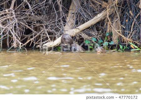 Giant otter from Pantanal, Brazil Giant otter from Pantanal, Brazil 47770172