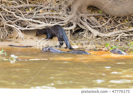 Giant otter from Pantanal, Brazil Giant otter from Pantanal, Brazil 47770175