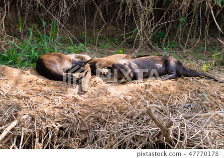 Giant otter from Pantanal, Brazil 47770178