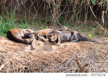 Giant otter from Pantanal, Brazil 47770179