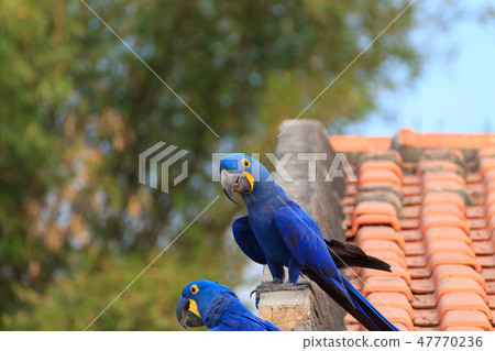 Couple of Hyacinth macaw, Brazilian wildlife 47770236