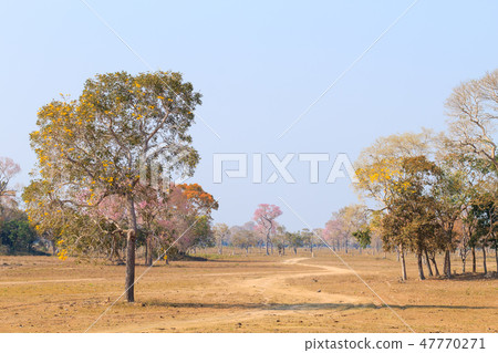 Beautiful Pantanal landscape from Brazil 47770271