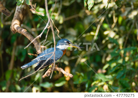Ringed kingfisher on the nature in Pantanal,Brazil 47770275