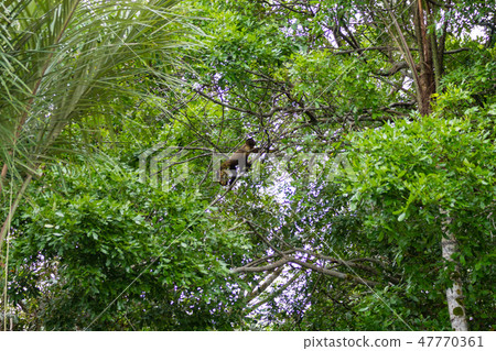 Tufted capuchin monkey on the nature in Pantanal 47770361