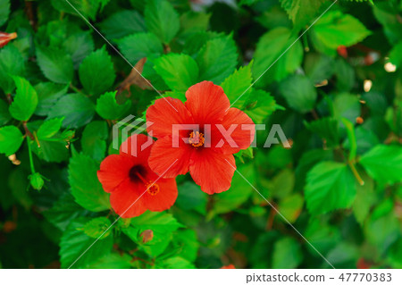 blooming red flower chinese rose blooming red flower chinese rose 47770383